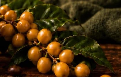 Cerejas de café amarelas maduras no ramo
